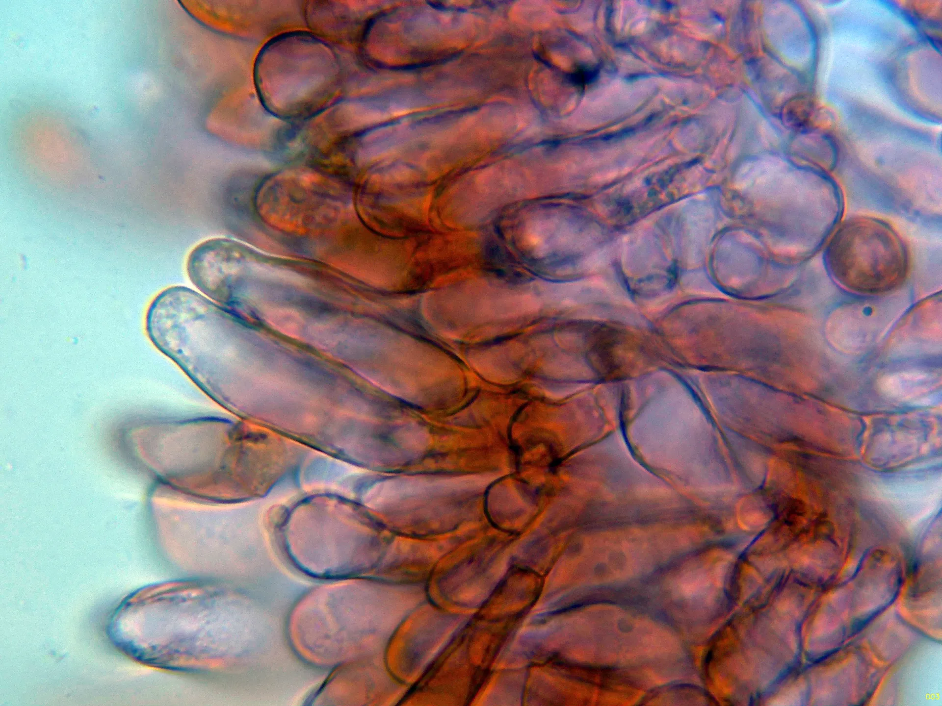 Microscopía de Pseudosperma rimosum - 10 - Caulos alto-003